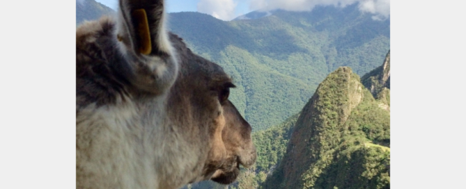 Llama Justice, original picture