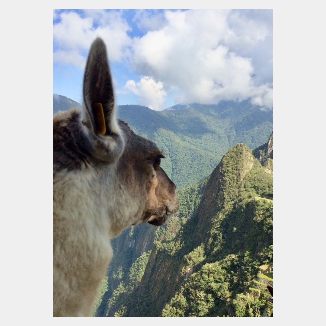 Llama Justice, original picture