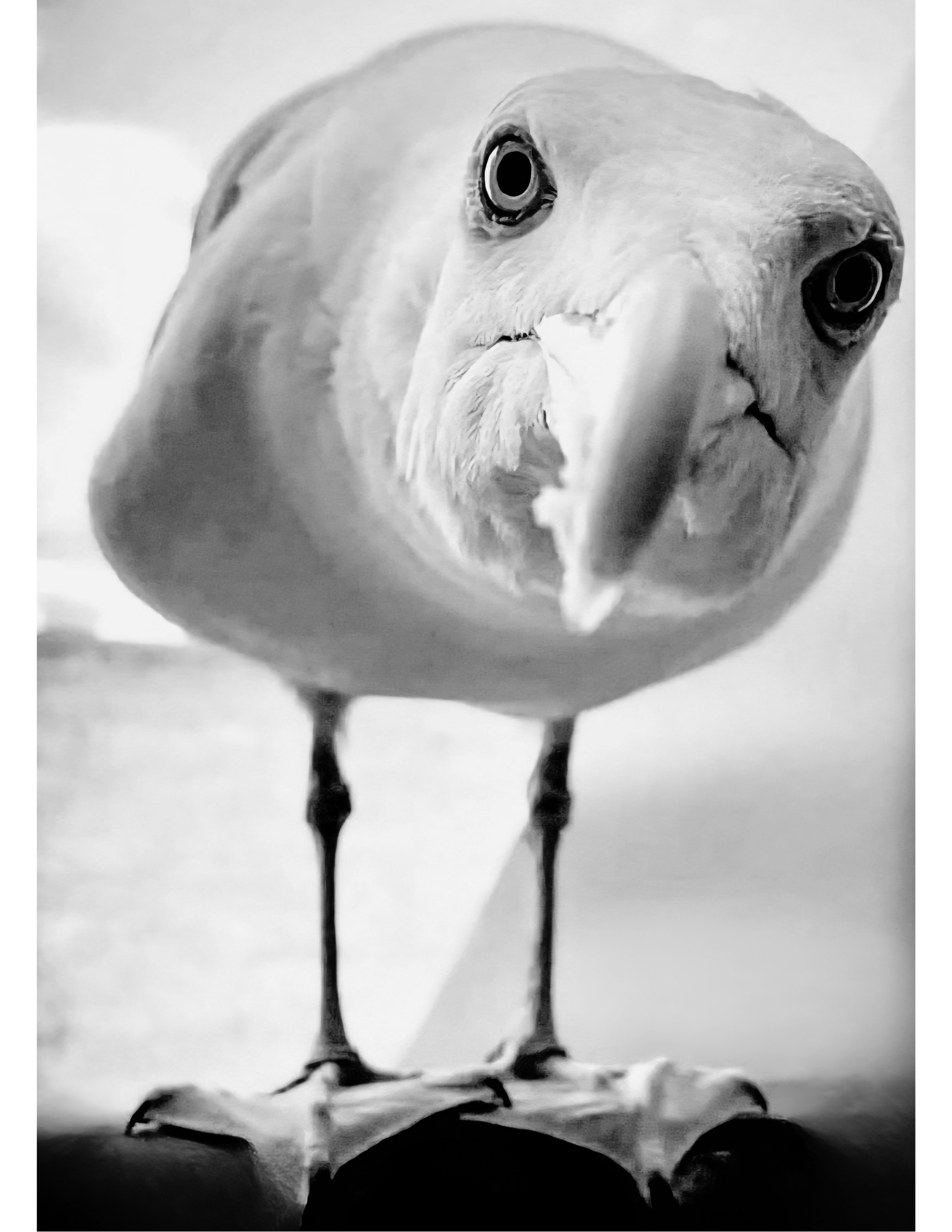Quizzical Sea Gull Quizzical Sea Gull